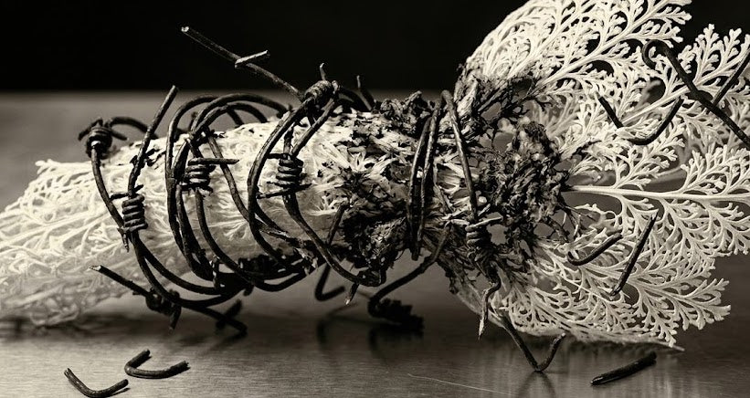 Histological Analysis of Polydioxanone (PDO) Threads: Differentiating Neocollagenesis from Fibrotic Foreign Body Response